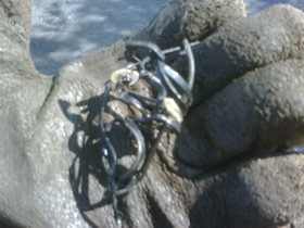 Removed glasses from a toilet with a hand auger