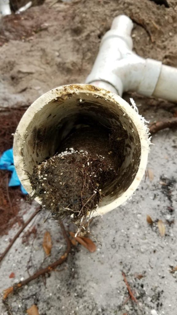 Close up of a root in pipe