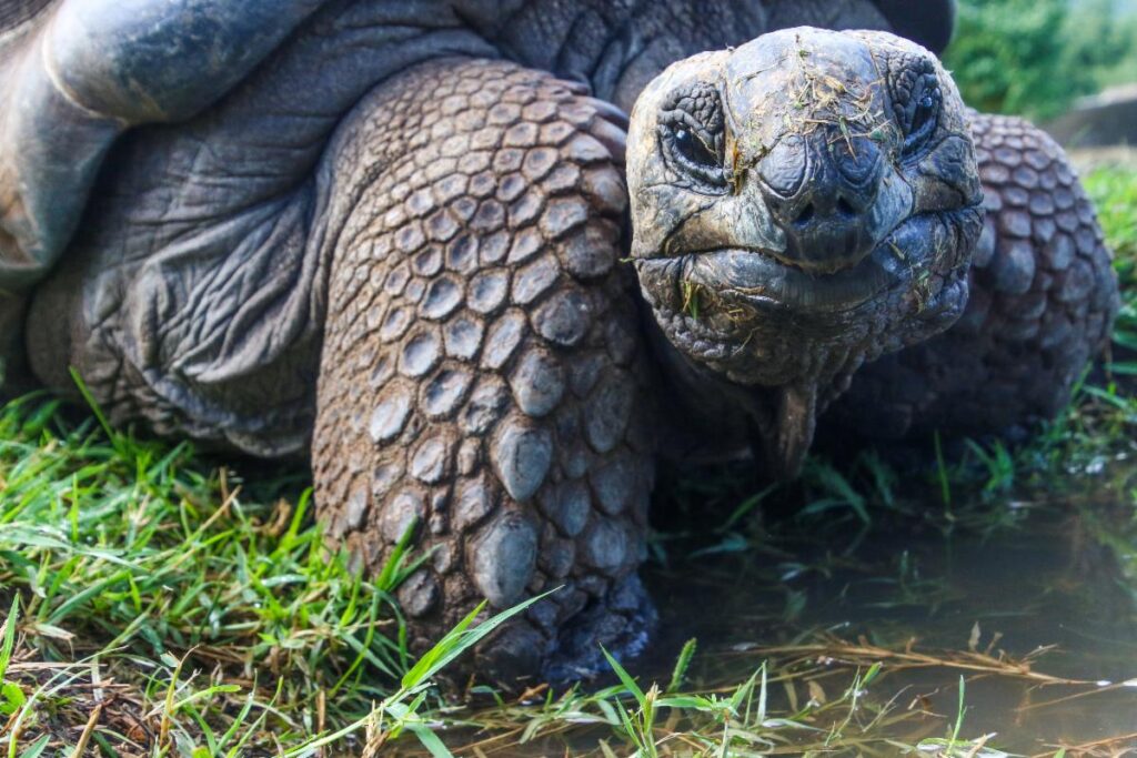 How Septic Tanks Can Help Save the Turtles