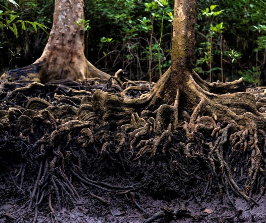 8 Signs Tree Roots Are Damaging Your Sewer Line